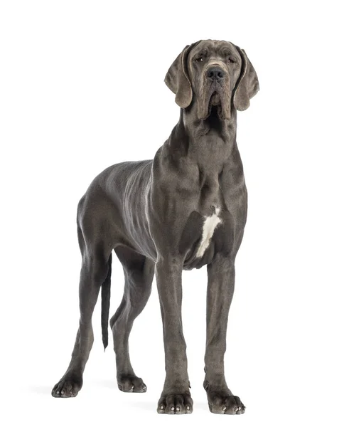 Great Dane, 10 months old, looking at the camera in front of whi — Stock Photo, Image