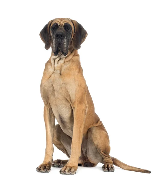 Great Dane, 4 años, sentado frente al fondo blanco — Foto de Stock