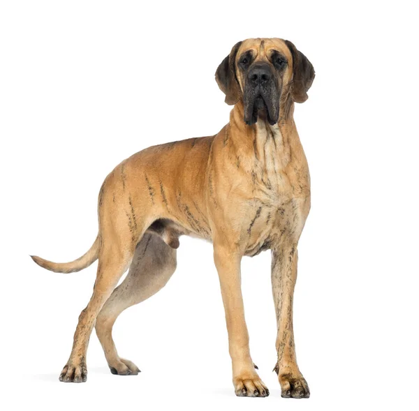 Boční pohled doga, 4 roky staré, přední bílé pozadí — Stock fotografie