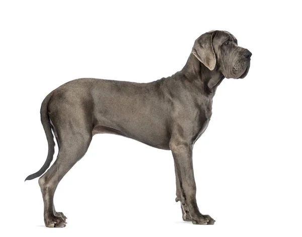 Boční pohled doga, 10 měsíců starý, přední zadní bílý — Stock fotografie