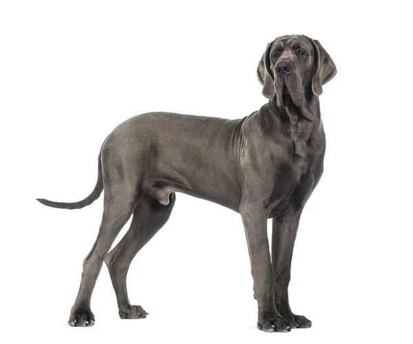 Side view of a Great Dane, 10 months old, in front of white back — Stock Photo, Image