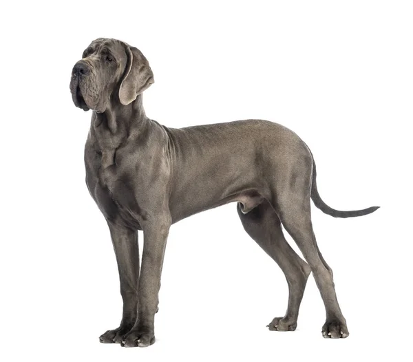 Side view of a Great Dane, 10 months old, in front of white back — Stock Photo, Image