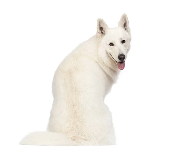 Visão traseira do cão pastor suíço, 5 anos, sentado, ofegante — Fotografia de Stock