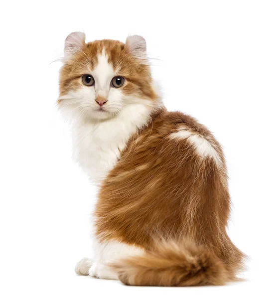 Rear view of an American Curl kitten, 3 months old, sitting and — Stock Photo, Image