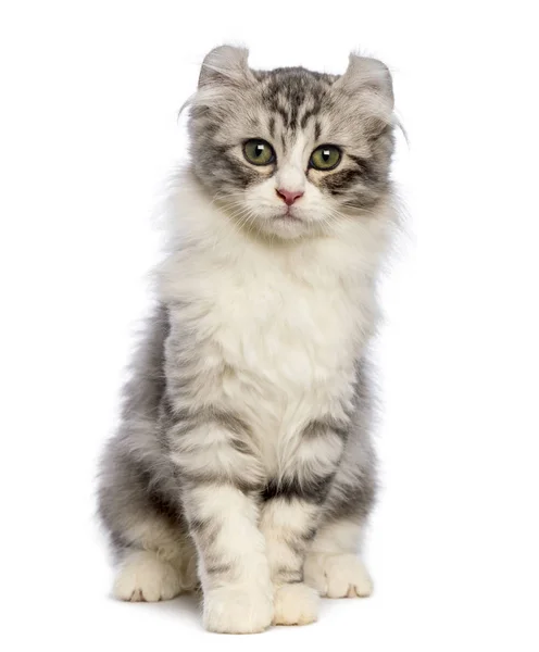 Американский котенок керл, 3 месяца, сидит и смотрит на c — стоковое фото
