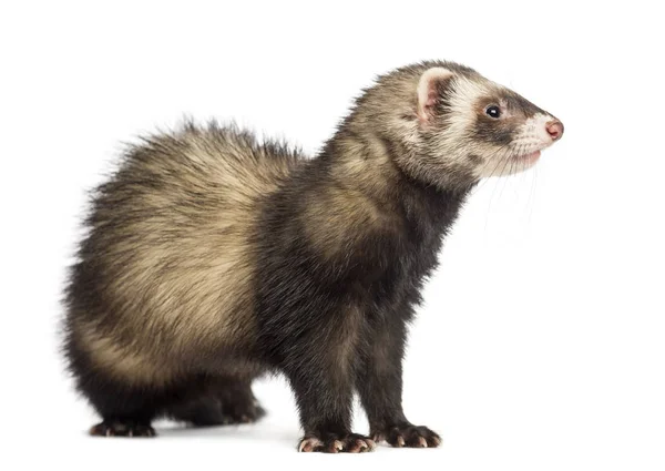 Ferret (9 maanden oud) op zoek rechts — Stockfoto