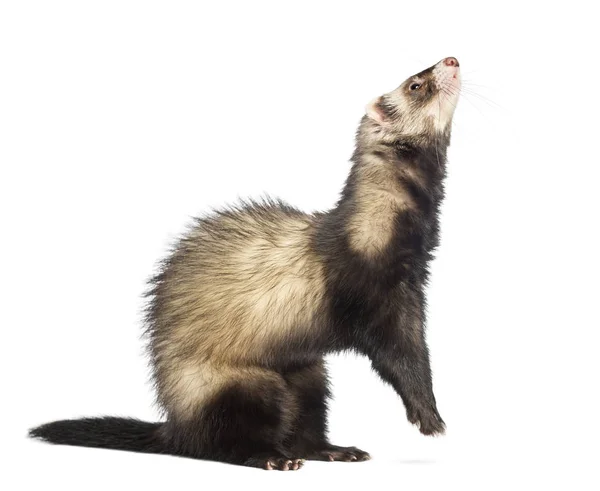 Ferret (9 maanden oud) staande op achterpoten en opzoeken — Stockfoto