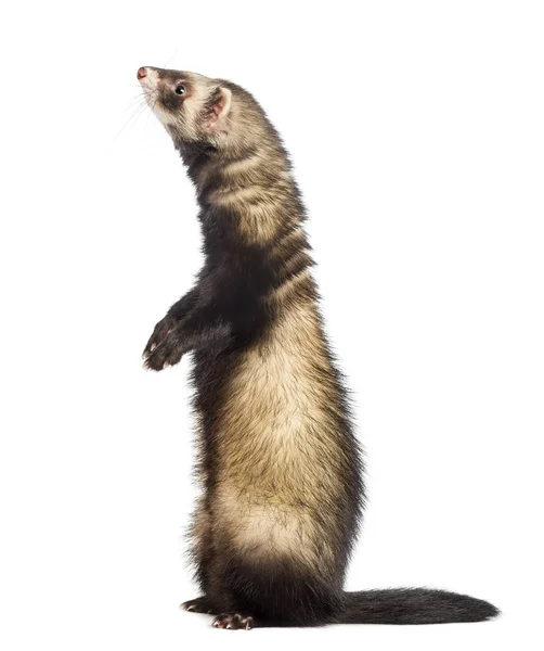 Ferret (9 months old) standing on hind legs and looking up — Stock Photo, Image