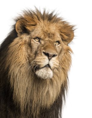 Aslan, yakın çekim panthera leo, 10 yaşında izole whit üzerinde