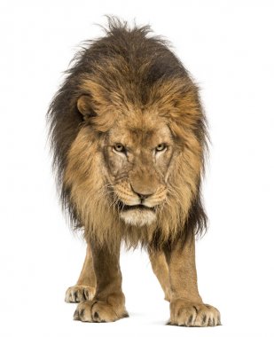 duran aslan, seyir, panthera leo, 10 yaşında izole