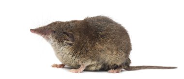 sivri faresi, beyaz dişli üzerinde beyaz izole