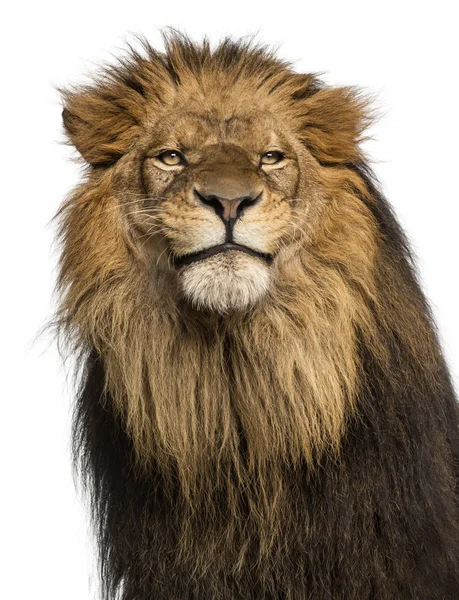 Primo piano di un leone, Panthera Leo, 10 anni, isolato su whit — Foto Stock