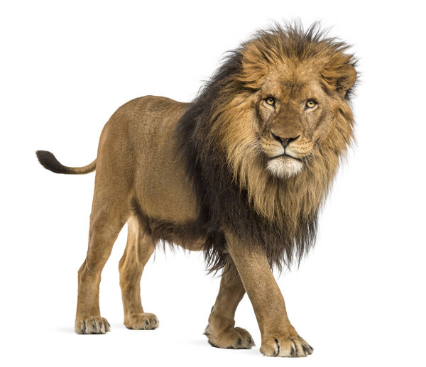 Side view of a Lion walking, looking at the camera, Panthera Leo