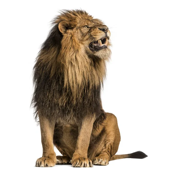 Lion sitting, roaring, Panthera Leo, 10 years old, isolated on w — Stock Photo, Image