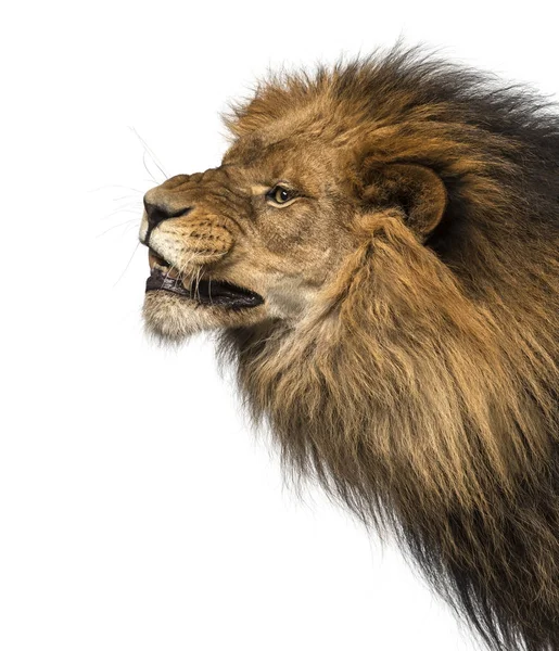 Szczegół z profilu lwa, ryk, panthera leo, ol 10 lat — Zdjęcie stockowe