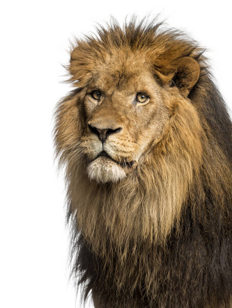 Close-up of a Lion, Panthera Leo, 10 years old, isolated on whit