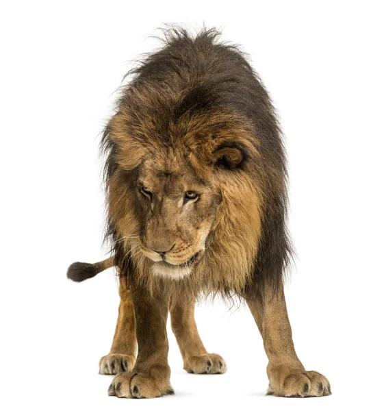 Leão de pé, olhando para baixo, Panthera Leo, 10 anos, isolado — Fotografia de Stock