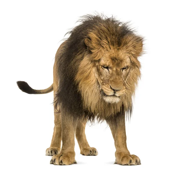 Leão de pé, olhando para baixo, Panthera Leo, 10 anos, isolado — Fotografia de Stock