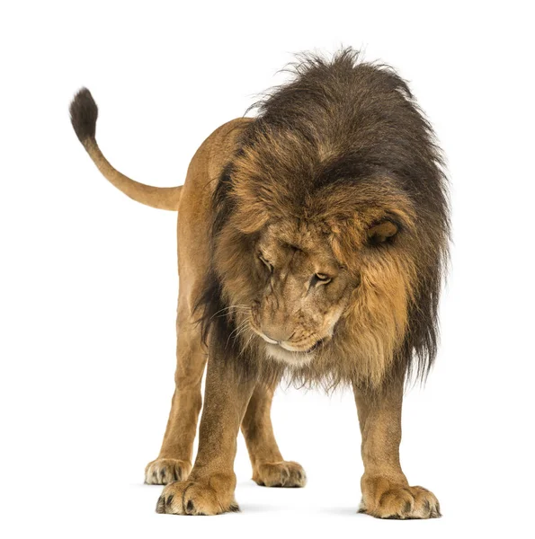 Leeuw permanent, op zoek naar beneden, panthera leo, 10 jaar oud, isoleren — Stockfoto