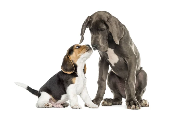 Great Dane and Beagle puppy getting to know, isolated on white — Stock Photo, Image