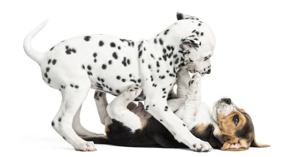 Dalmatiner och beagle valpar leker tillsammans, isolerade på whit — Stockfoto