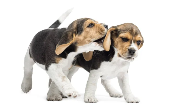 Zwei Beagle Welpen spielen zusammen, isoliert auf weiß — Stockfoto