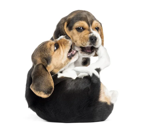 Due cuccioli Beagle che giocano insieme, isolati su bianco — Foto Stock