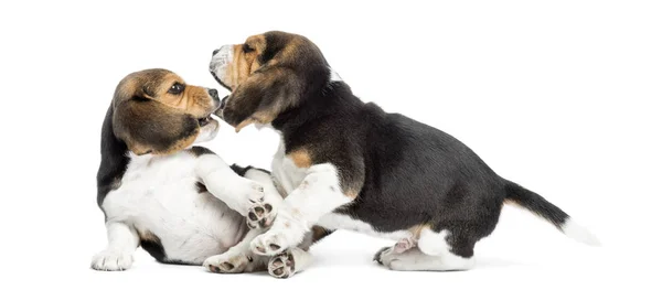 两只小猎犬在一起玩耍, 在白色的隔离 — 图库照片