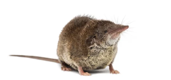 White-toothed shrew, isolated on white — Stock Photo, Image