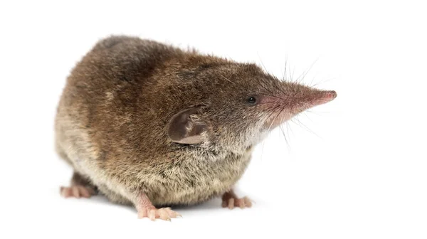 White-toothed shrew, isolated on white — Stock Photo, Image