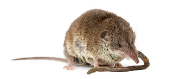 White-toothed shrew eating an earthworm, isolated on white — Stock Photo, Image