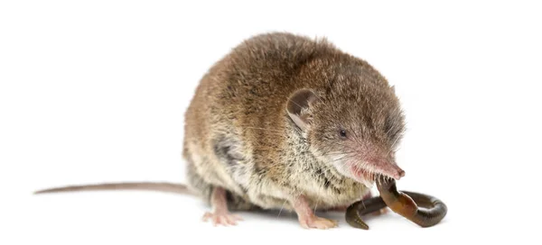 White-toothed shrew eating an earthworm, isolated on white — Stock Photo, Image