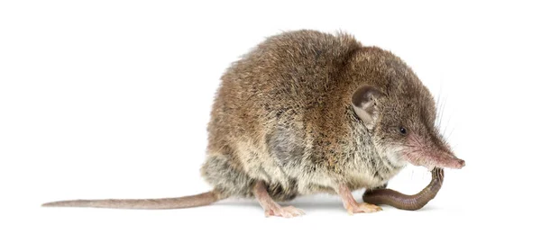 White-toothed shrew eating an earthworm, isolated on white — Stock Photo, Image