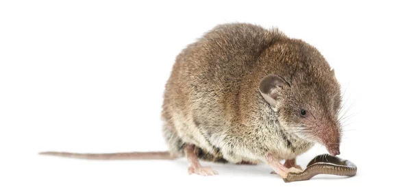 Beyaz izole bir solucan yeme beyaz dişli sivri faresi — Stok fotoğraf