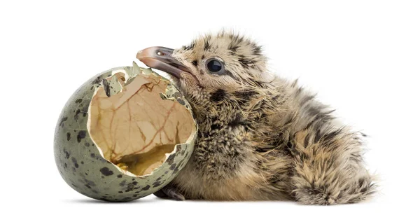 New-born Gull or Seagull with hatched egg, 6 hours, isolated on — Stock Photo, Image