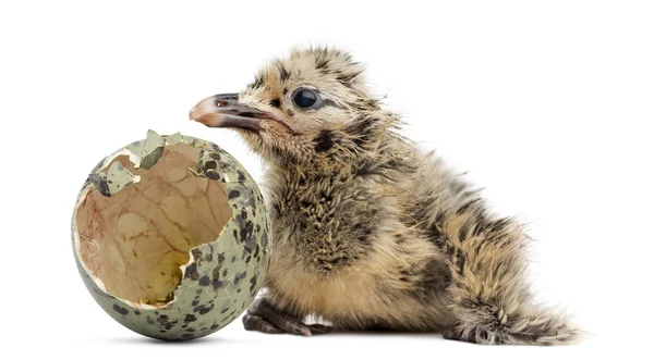 New-born Gull or Seagull with hatched egg, 6 hours, isolated on — Stock Photo, Image
