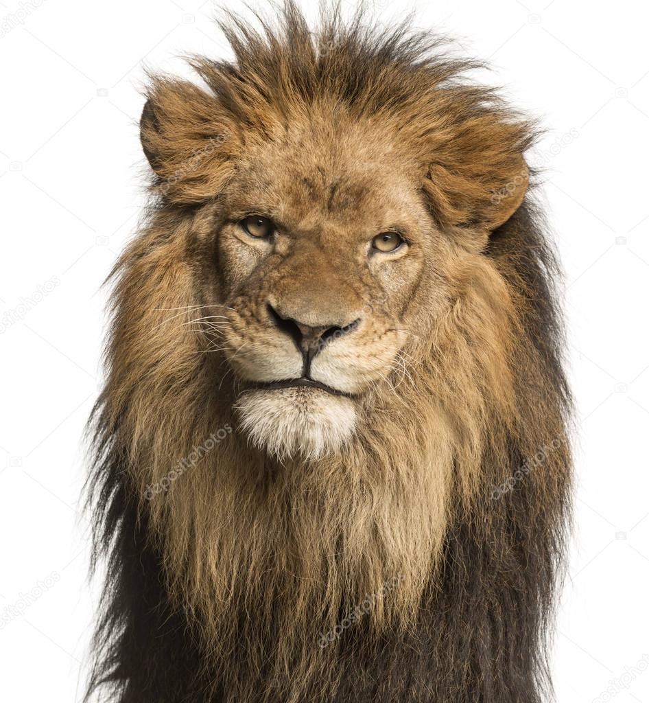 Close-up of a Lion facing, Panthera Leo, 10 years old, isolated 