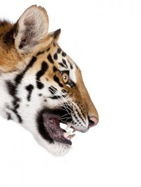 Bengal kaplanı hırıltı, Panthera tigris tigris, 1 yıl beyaz arka plan önünde, atış studio eski, yakın çekim profil