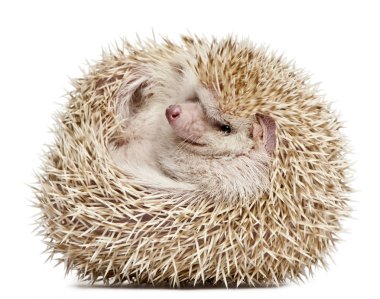 Four-toed Hedgehog, Atelerix albiventris, 2 years old, balled up clipart
