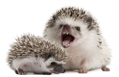 Four-toed Hedgehogs, Atelerix albiventris, 3 weeks old, in front of white background clipart