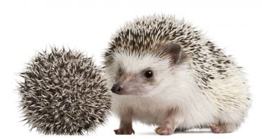 Four-toed Hedgehogs, Atelerix albiventris, 3 weeks old, in front of white background clipart