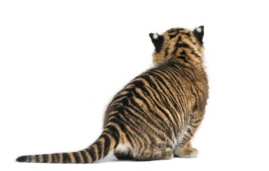 Sumatra kaplanı yavrusu, Panthera tigris sumatrae, dikiz 3 wee