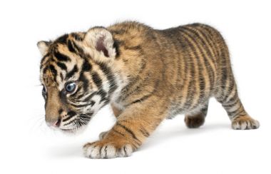Sumatra kaplanı yavrusu, Panthera tigris sumatrae, 3 hafta yaşlı, walki