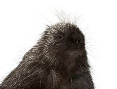 Kuzey Amerika kirpi, Erethizon dorsatum, ayrıca k portresi