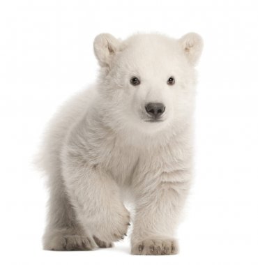 Kutup ayısı yavrusu, Ursus maritimus, 3 aylık w karşı yürüyüş.