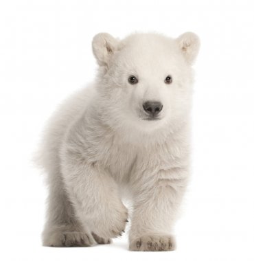 Polar bear cub, Ursus maritimus, 3 months old, walking against w clipart