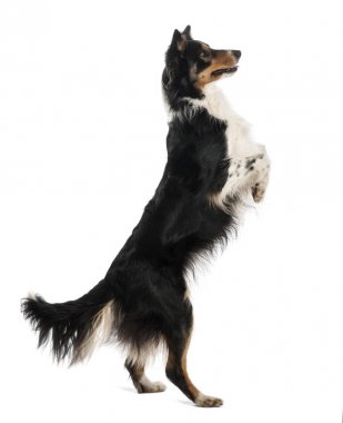 Beyaz arka plan arka ayakları üzerinde duran kenar kömür ocağı