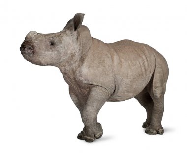 Genç Beyaz gergedan veya kare dudaklı gergedan - ceratotheri