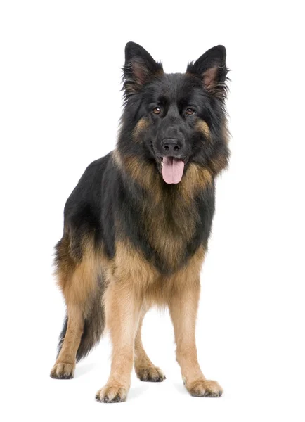 Schäferhund (3 Jahre)) — Stockfoto