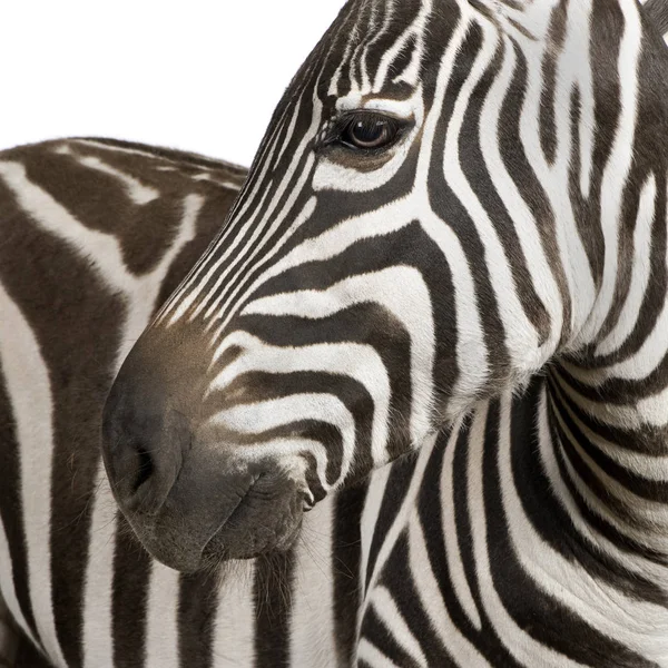 Zebra (4 years) — Stock Photo, Image